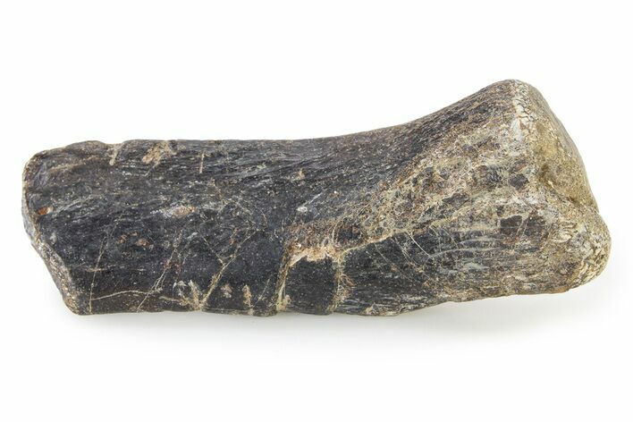 Cretaceous Fossil Turtle Flipper Bone - Texas #316361